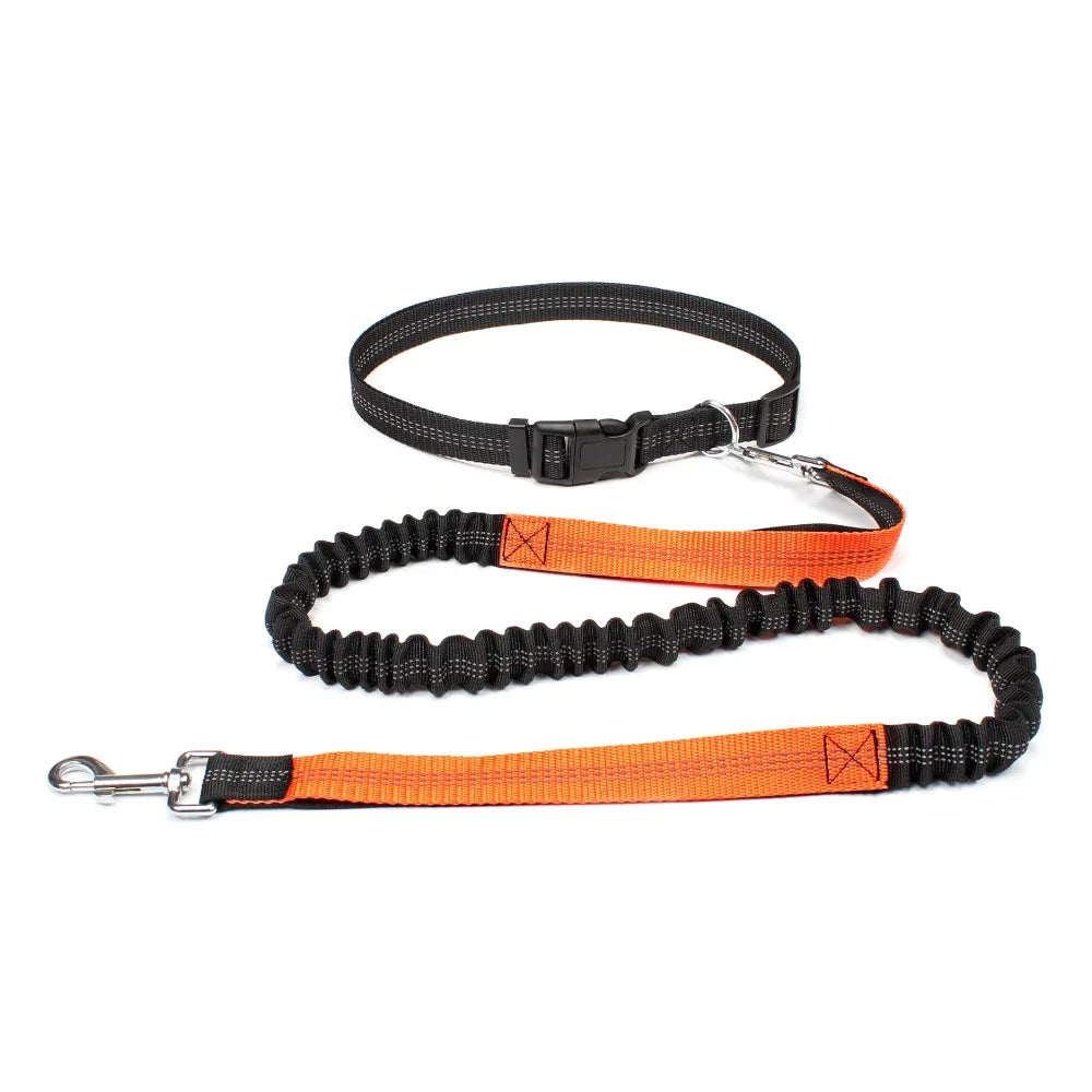 laisse ceinture pour chien