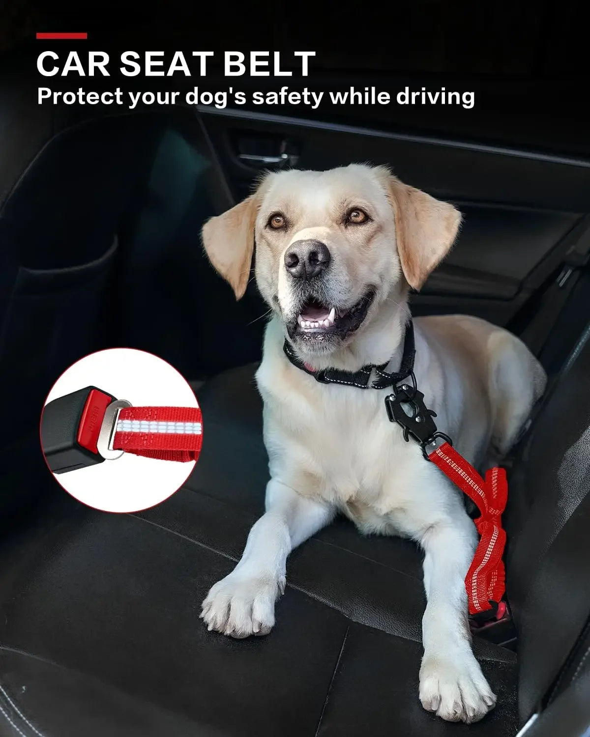 laisse pour chien qui tire fort