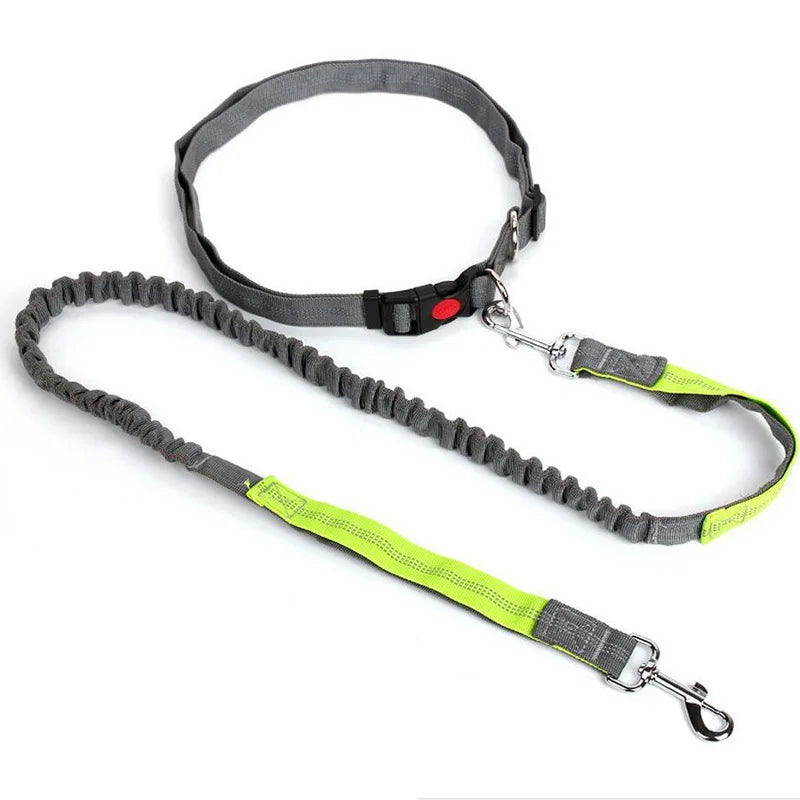 baudrier laisse pour chien