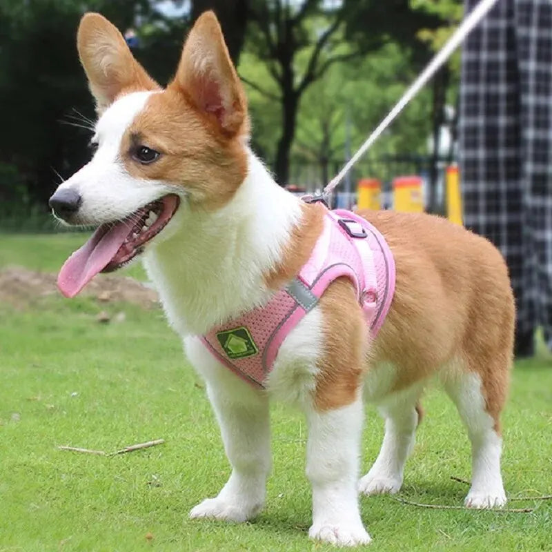 harnais laisse kit assorti pour petit chien