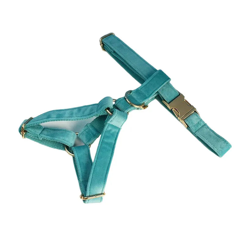 laisse d'exposition pour chien turquoise