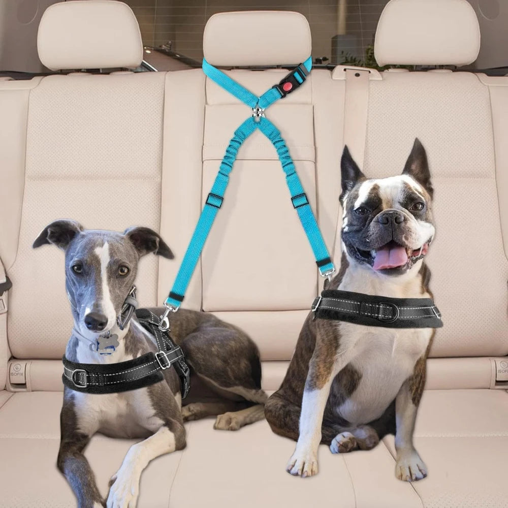 laisse ceinture retractable pour deux petit chien