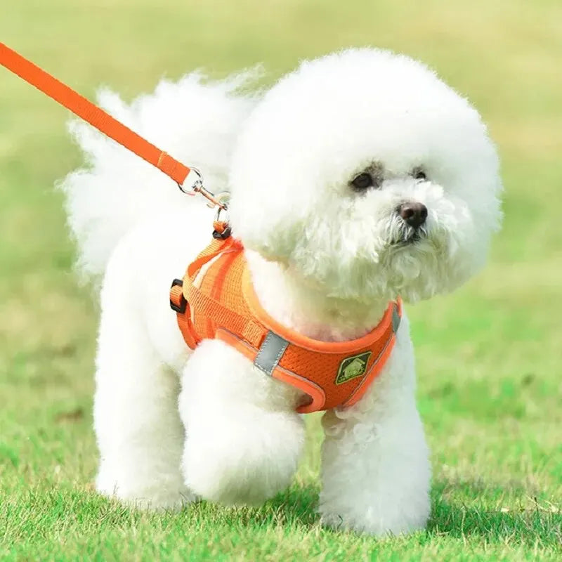 harnais laisse kit assorti pour petit chien