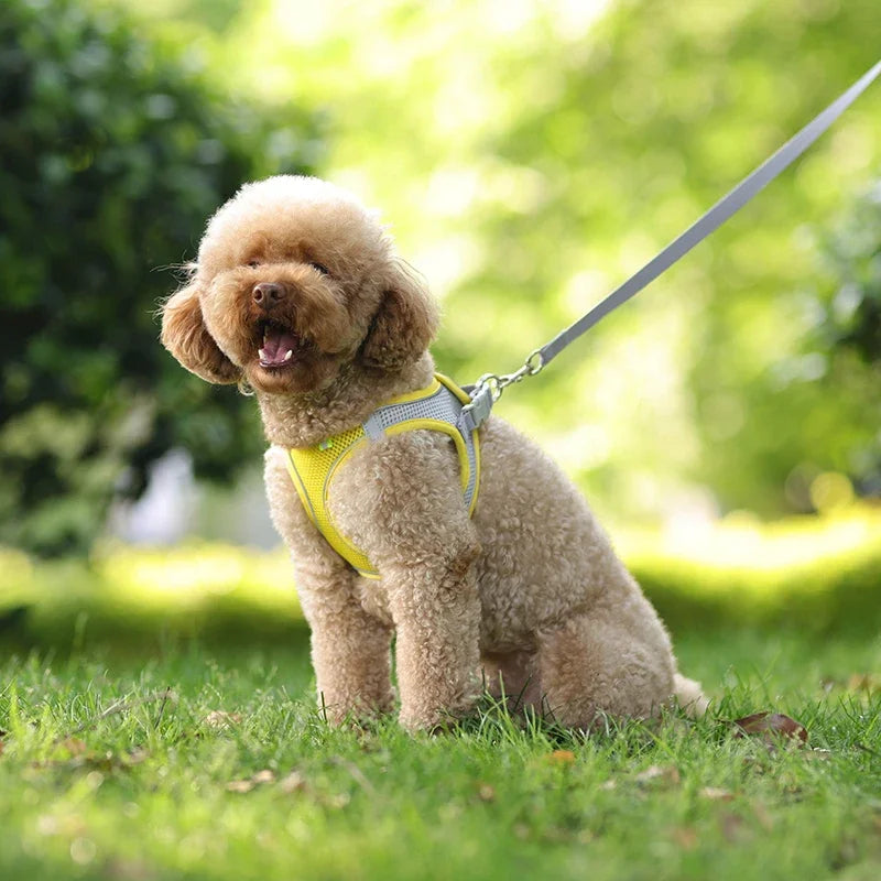 harnais laisse pour petit chien